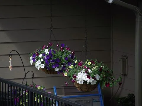 Hanging flower baskets Stock Photos
