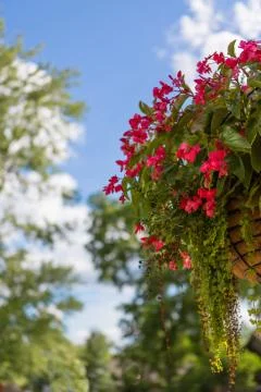 Hanging flower Stock Photos