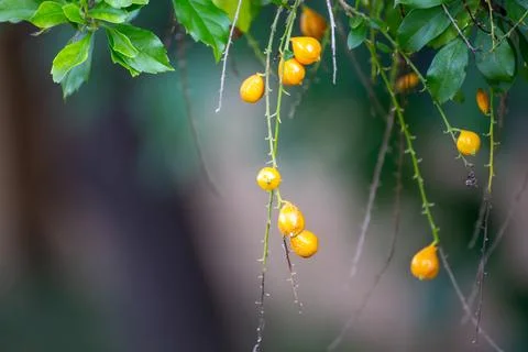 Hanging Flower Pods Foto stock