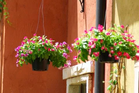 Hanging flowerpot Stock Photos
