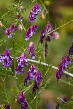 Hanging flowers 库存照片