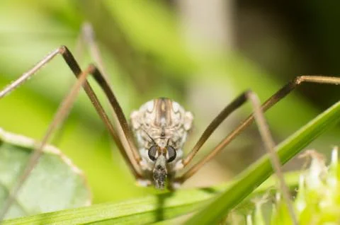 Hanging fly compound eye Stock Photos