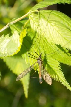Hanging fly Stock Photos