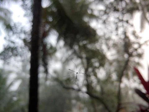 A hanging fly on the web. Stock Photos