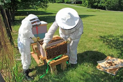 Hanging Frames from a Beehive Outside the Hive Stock Photos
