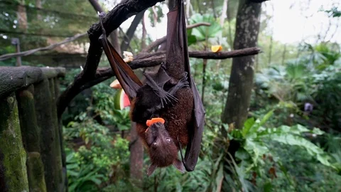 Hanging fruit bat holding tiny baby Video stock 91015255
