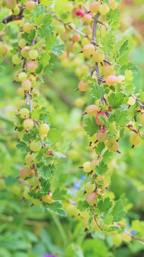 Hanging gooseberry branches with ripening translucent berries swaying in soft da Stock Footage 342056346