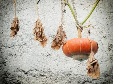 Hanging gourd Stock Photos