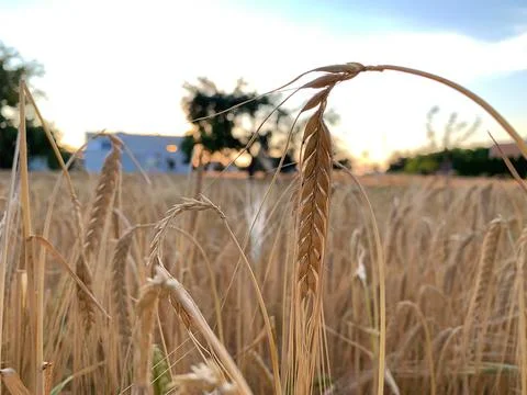 Hanging grain Stock Photos