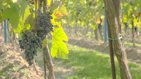 Hanging grapes at eye level Stock Footage 58321273