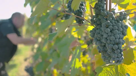 Hanging grapes with man in the background Stock Footage 58322402