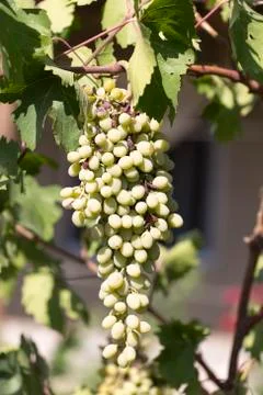 Hanging grapes Stock Photos