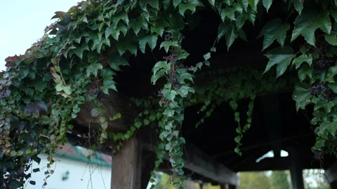Hanging grapes on a tree #2 Stock Footage 171231094