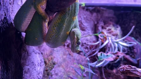 Hanging green tree python in terrarium Stock Footage 334670069