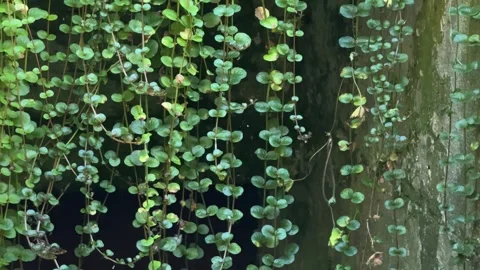 Hanging Green Vines at Old Wall, Concept of Hidden Entrance Video stock 326632891