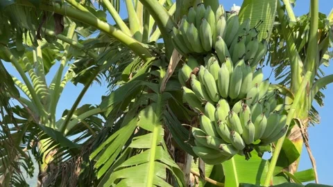 A hanging group of green bananas grows along the trunk of a mature banana plant Stock Footage 338333281