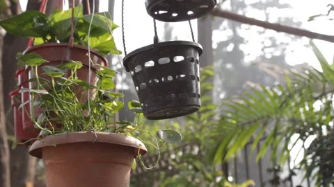 Hanging house plants container 스톡 동영상 132520899
