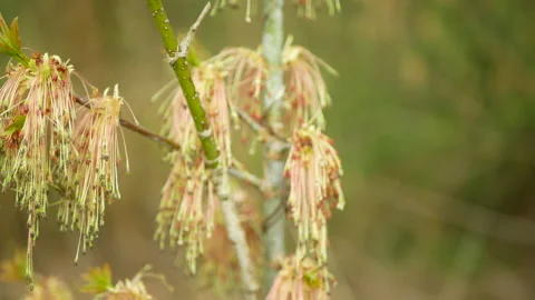 Hanging inflorescences box elder boxelder maple tree acer negundo earrings wind Stock Footage 332548182