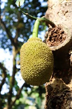 Hanging Jackfruit on Tree Branch Closeup, Texture, Bumpy Skin, Green, Tropica Stock Photos