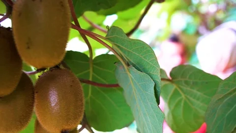 Hanging kiwis on branch Vidéo 106021149