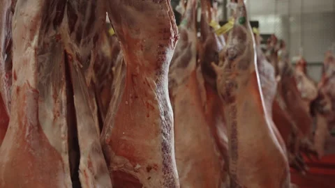 Hanging Lamb Carcasses in Industrial Meat Hanging Cooler Stock Footage 340262813