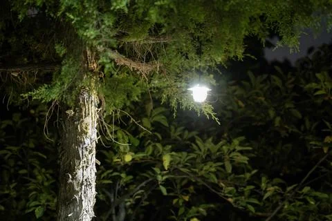 Hanging lantern lighting up tree branch in dark garden at night Stock Photos