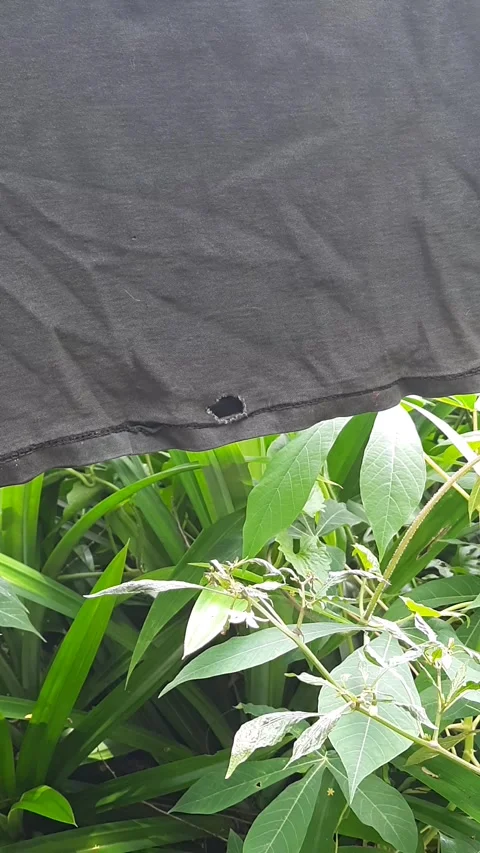 Hanging laundry clothes, swaying gently in breeze with dark fabric texture .. Stock Footage 343250543