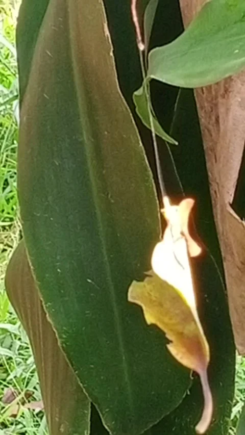 Hanging leaf 動画素材 206345833