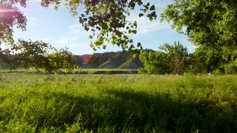 Hanging leaves dangle in evening light Stock Footage 83690753