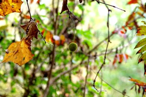 Hanging leaves Stock Photos