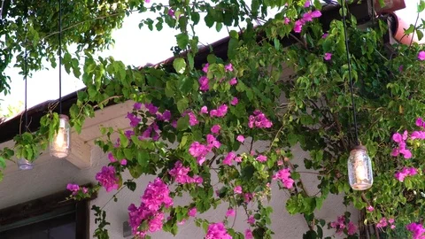 Hanging Lights and Flowers Stock Footage 78145575