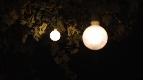 Hanging lights glowing through grapevines at night Stock Footage 311444048