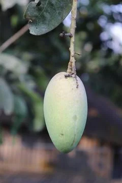 Hanging Mango Fruit on Tree Branch with Green Leaf and Smooth Texture Stock Photos