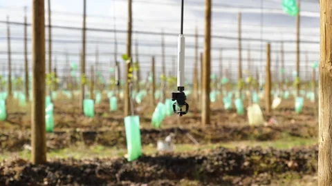 Hanging Micro Sprinkler Above Young Orchard Rows Vidéo 342278868