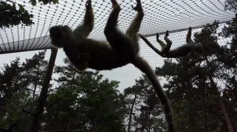 Hanging Monkeys Video stock 60637871