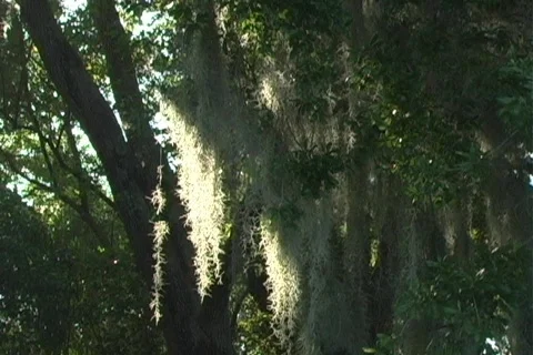 Hanging Moss 1 Video stock 124773
