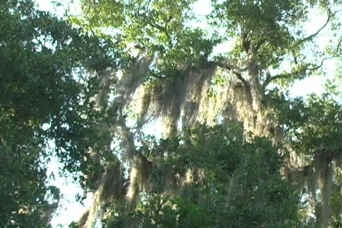 Hanging Moss 2 Vídeo Stock 124775