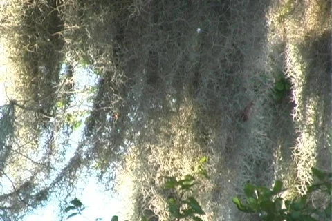Hanging Moss 3 Vídeo Stock 124778
