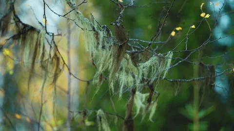 Hanging moss on the dark branches of the birch tree. parallax video, bokeh Stock-Footage 283740496