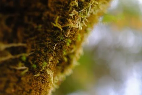 Hanging moss on a forest branch 15 Stock Photos