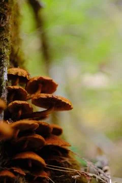 Hanging moss on a forest branch Stock Photos