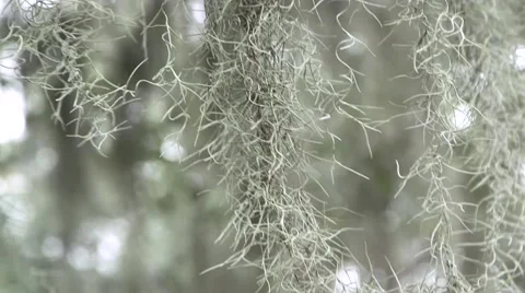 Hanging Moss (HD) Stock Footage 46069468