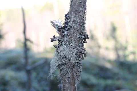 Hanging moss. Stock Photos
