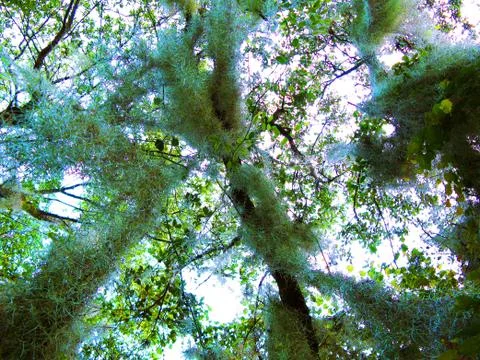 Hanging Moss from a Tree Stock Photos