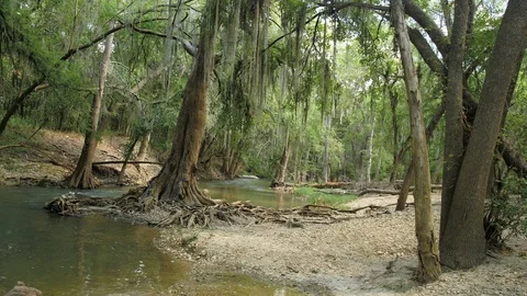 Hanging Moss from the Trees at River 動画素材 94498423