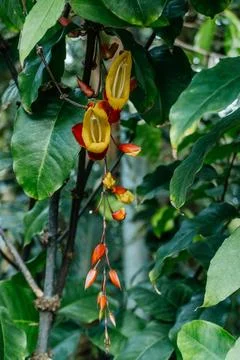 Hanging Mysore Clock Vine in Botanical Garden Stock Photos