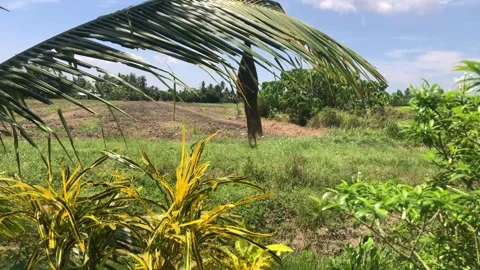Hanging Nest Stock Footage 274469655
