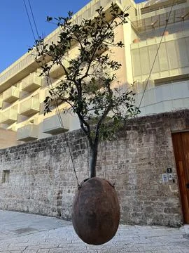 Hanging orange tree in Old Jaffa, stone wall background, blue sky, sunny day Stock Photos