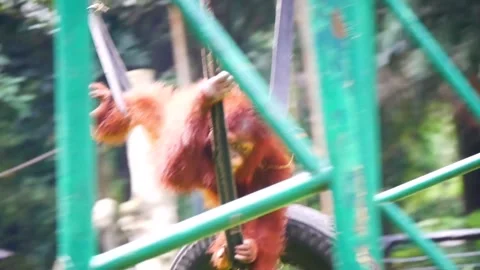 Hanging orangutans at the zoo Stock Footage 228655835