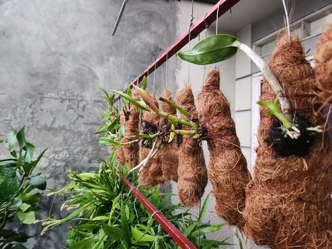 Hanging Orchid Collection Using Coconut Fiber Growing Medium Stock Photos